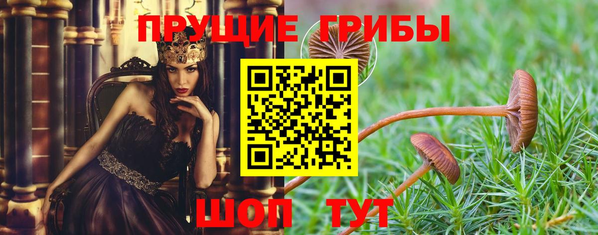 Псилоцибиновые грибы Cubensis Кинель